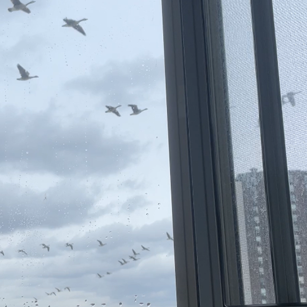 description<br><audio controls src='/audio/geese.mp3'></audio>