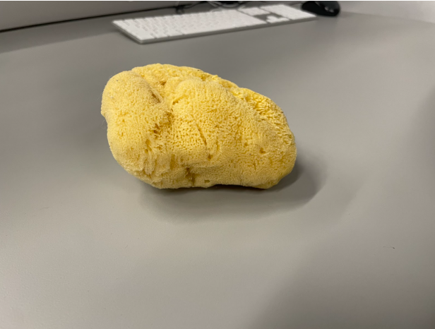 Sponge = State: Raw, Plasticity: Pliable, Material Use: Cleaning, Art, Medical